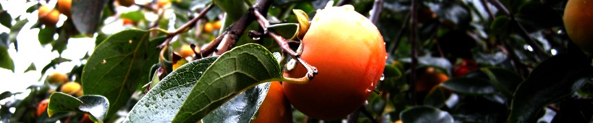 Random header image... Refresh for more!
